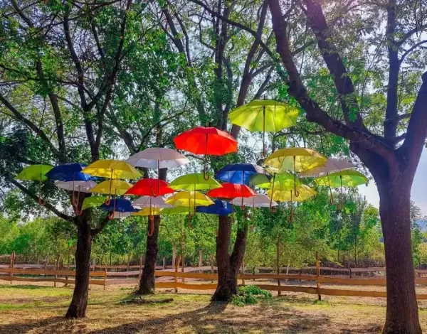 Esernyők a napsütésben, fákra kikötözött zsinegeken, romantikus hatást keltve.