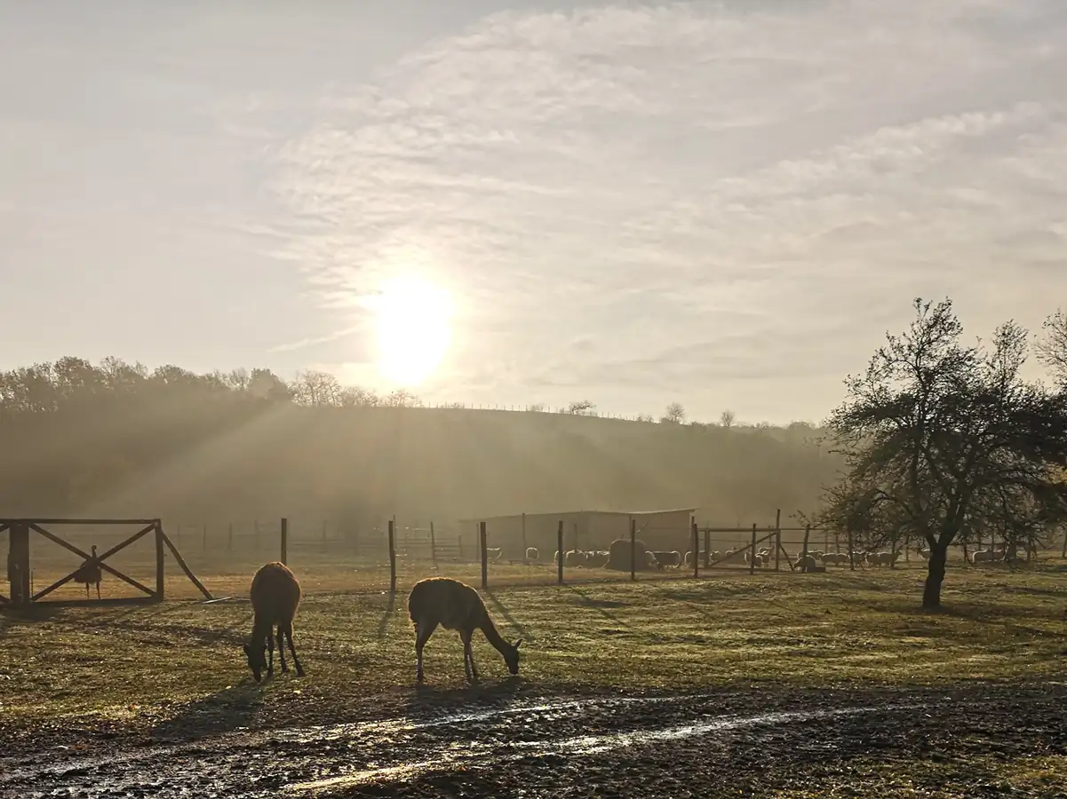 Széppatak Farm állatai a reggeli napsütésben.